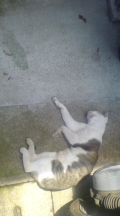 ���N����̓E�H�[�L���O���I