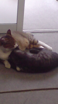 ���N����̓E�H�[�L���O���I