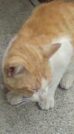 ���N����̓E�H�[�L���O���I