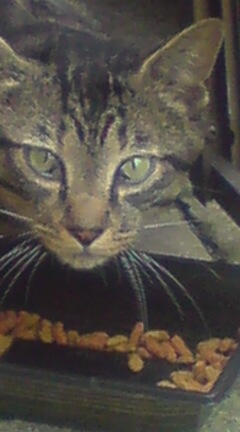 ���N����̓E�H�[�L���O���I