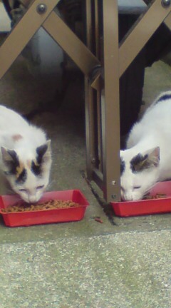 ���N����̓E�H�[�L���O���I