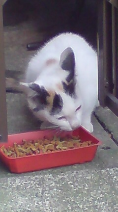 ���N����̓E�H�[�L���O���I