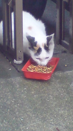 ���N����̓E�H�[�L���O���I