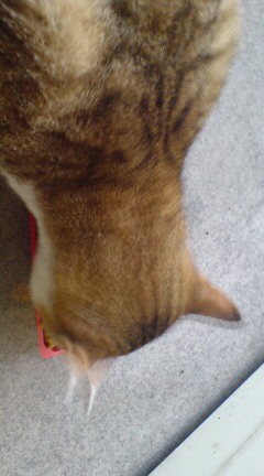 ���N����̓E�H�[�L���O���I