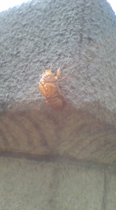 ���N����̓E�H�[�L���O���I