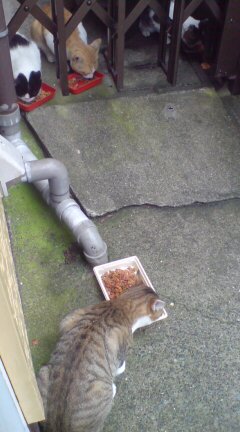 ���N����̓E�H�[�L���O���I