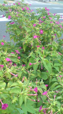 ���N����̓E�H�[�L���O���I