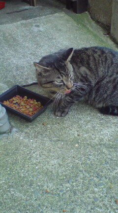 ���N����̓E�H�[�L���O���I