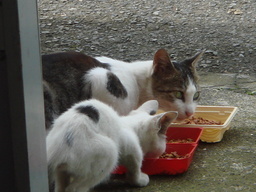 ���N����̓E�H�[�L���O���I