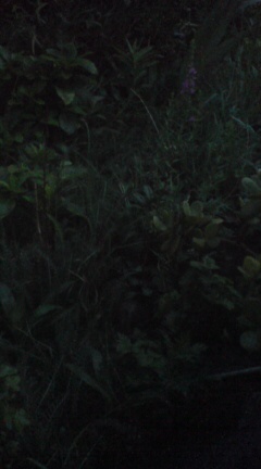 ���N����̓E�H�[�L���O���I