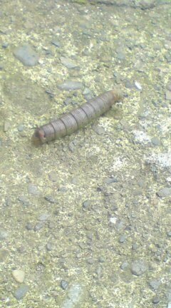 ���N����̓E�H�[�L���O���I