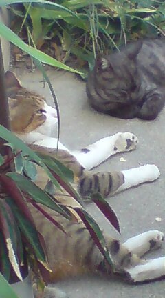 ���N����̓E�H�[�L���O���I