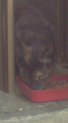 ���N����̓E�H�[�L���O���I