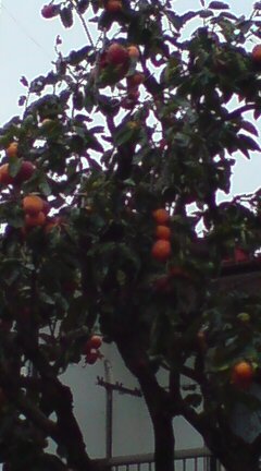 ���N����̓E�H�[�L���O���I