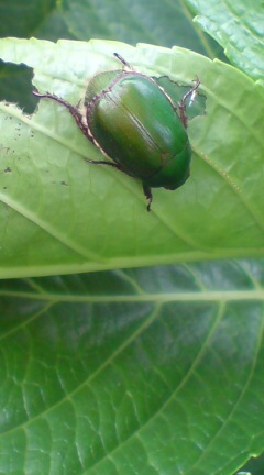 ���N����̓E�H�[�L���O���I