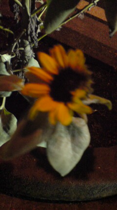 ���N����̓E�H�[�L���O���I