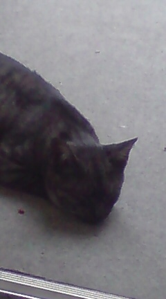 ���N����̓E�H�[�L���O���I