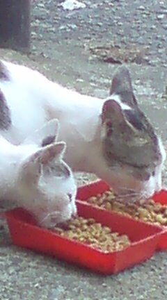 ���N����̓E�H�[�L���O���I