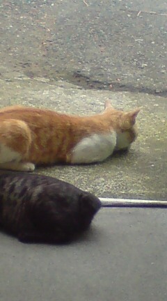 ���N����̓E�H�[�L���O���I