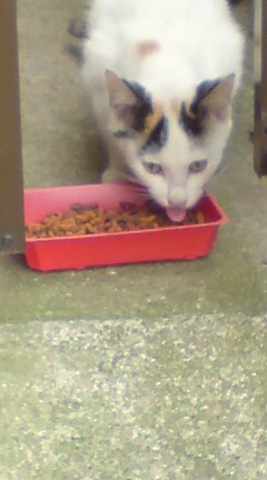 ���N����̓E�H�[�L���O���I