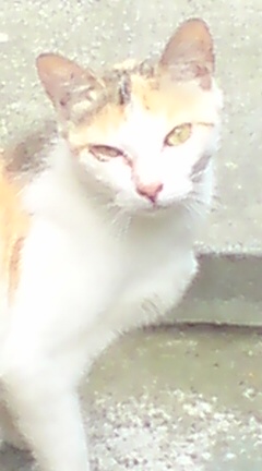 ���N����̓E�H�[�L���O���I