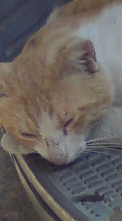 ���N����̓E�H�[�L���O���I