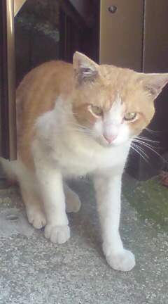 ���N����̓E�H�[�L���O���I