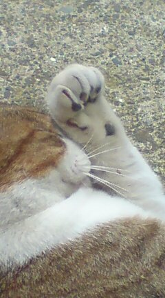 ���N����̓E�H�[�L���O���I