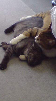 ���N����̓E�H�[�L���O���I