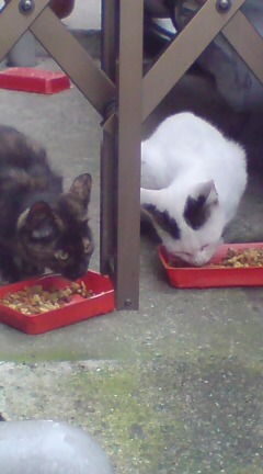 ���N����̓E�H�[�L���O���I