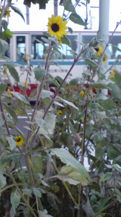 ���N����̓E�H�[�L���O���I