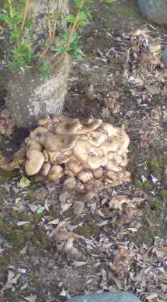 ���N����̓E�H�[�L���O���I