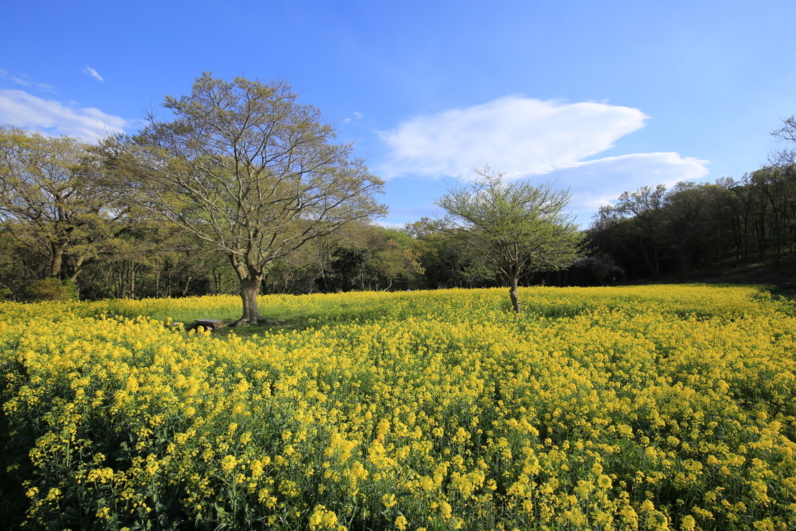 ���ˋg��U����