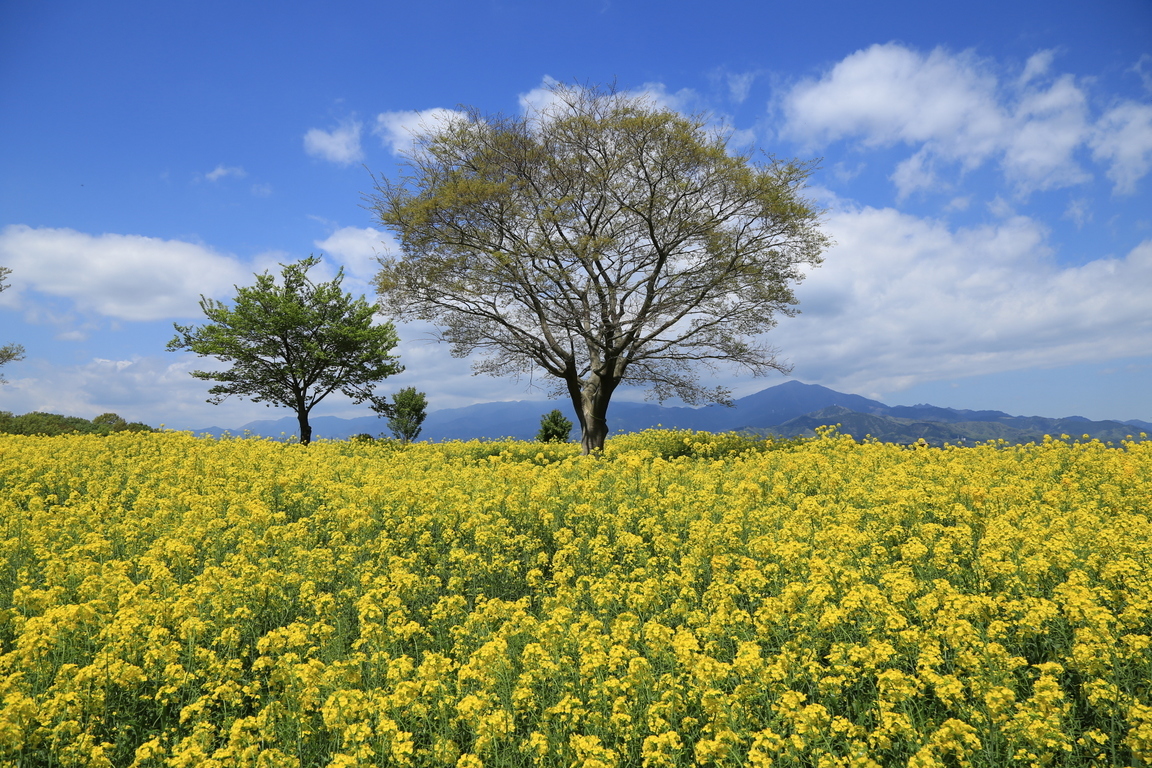 ���ˋg��U����