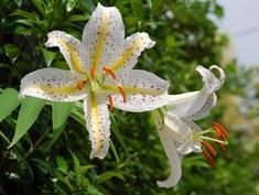 �΂��u�ʐM�u�V������{�̕��v