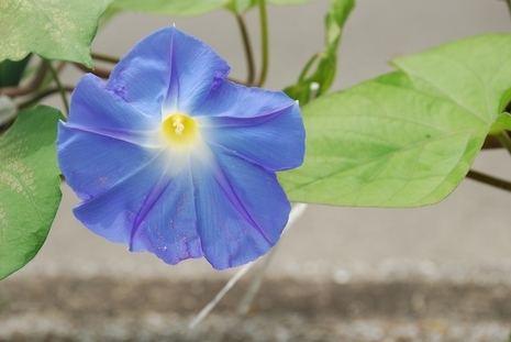 �΂��u�ʐM�u�V������{�̕��v