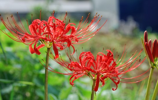 �΂��u�ʐM�u�V������{�̕��v