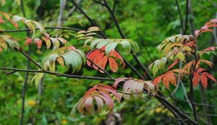 �΂��u�ʐM�u�V������{�̕��v