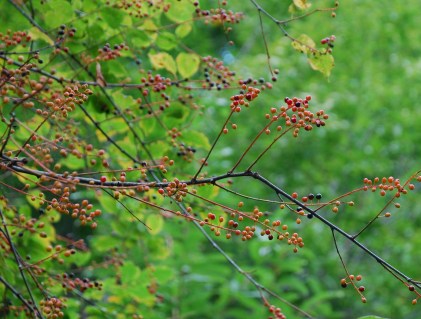 �΂��u�ʐM�u�V������{�̕��v