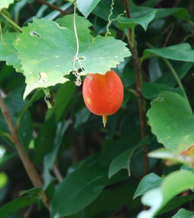 �΂��u�ʐM�u�V������{�̕��v