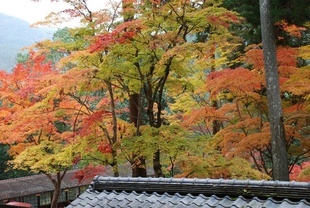 �΂��u�ʐM�u�V������{�̕��v