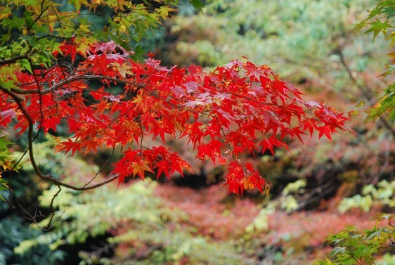 �΂��u�ʐM�u�V������{�̕��v