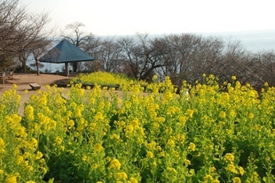 �΂��u�ʐM�u�V������{�̕��v