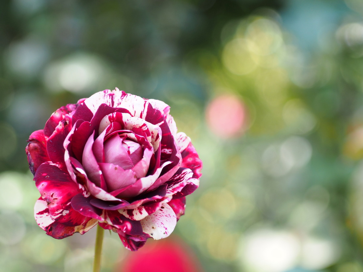 lCObVK[fî肾[̃KN^j