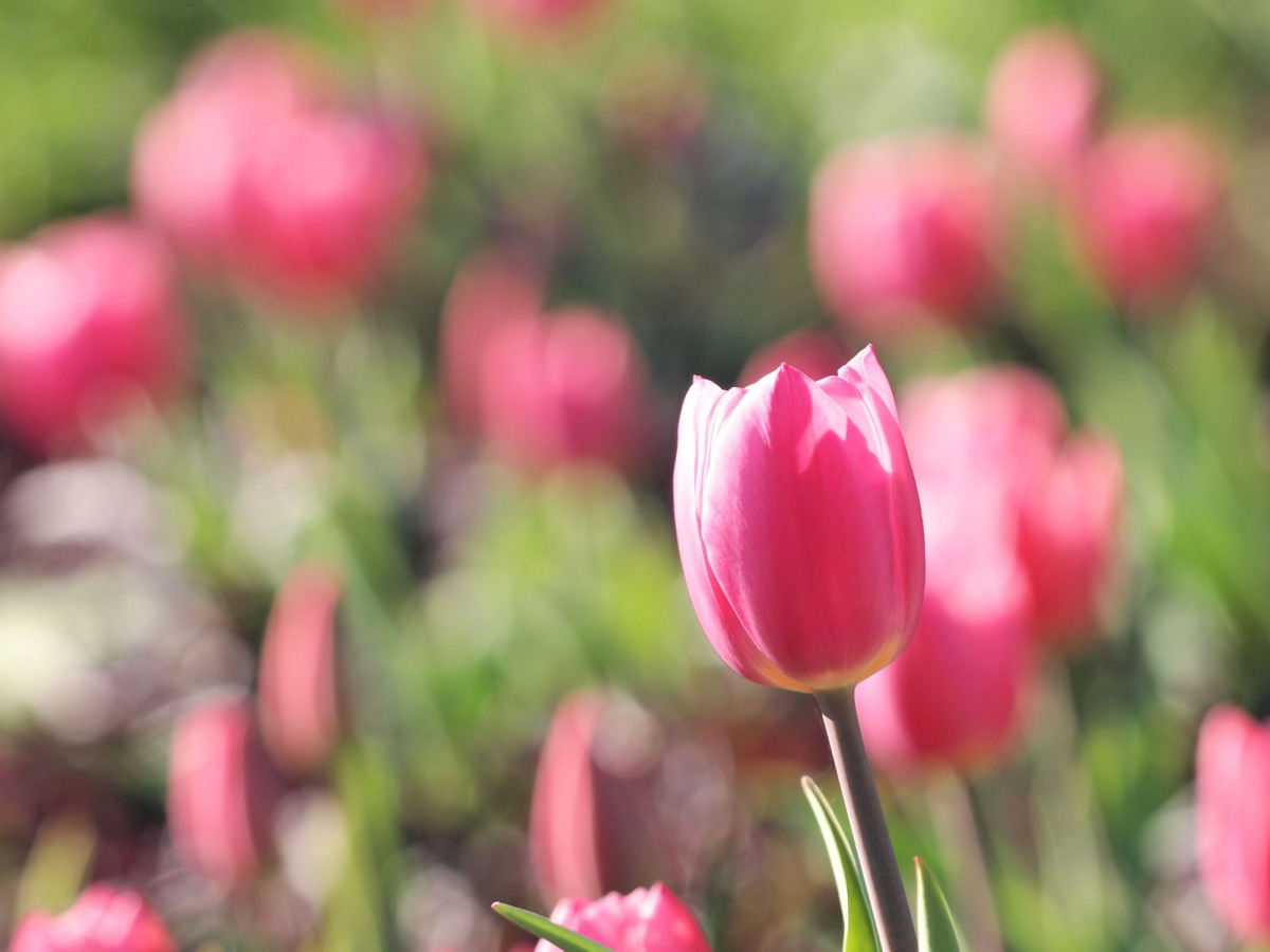 �A�C�X�`���[���b�v�i�̂肾���[�̃K���N�^���j