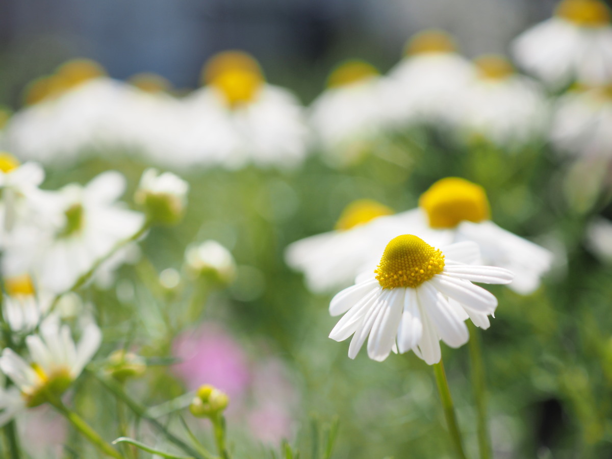 �J���~�[���i�̂肾���[�̃K���N�^���j