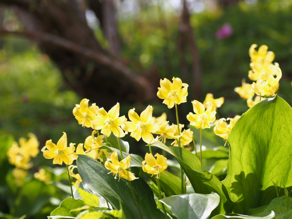 �̂肾���[�̃K���N�^��