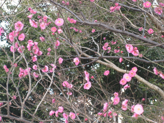 ��钬���y�����كm�[�g  Oiso Municipal Museum