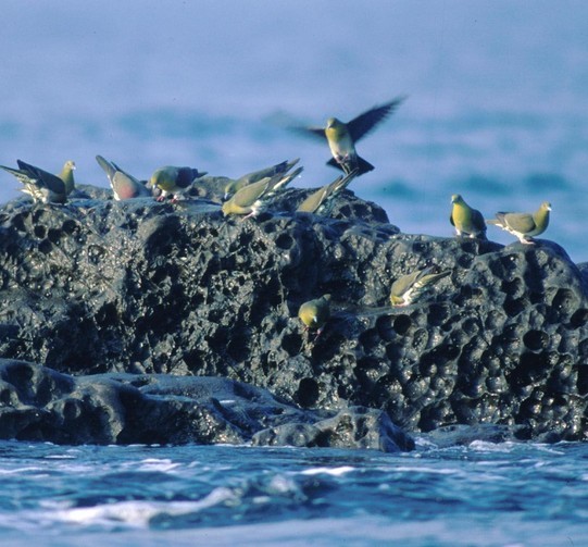 ��钬���y�����كm�[�g  Oiso Municipal Museum