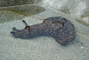 ��钬���y�����كm�[�g  Oiso Municipal Museum